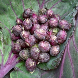 Heirloom Brussels sprouts RED BALL 100 seeds